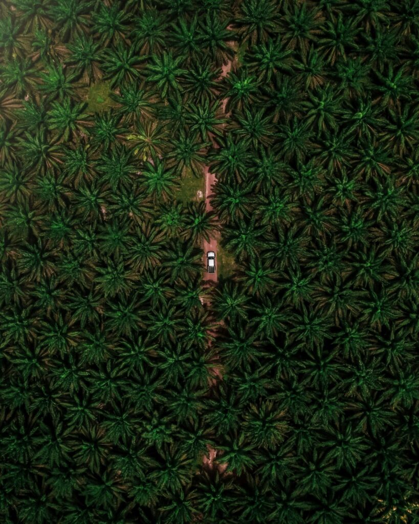 Palm oil plantation seen from above