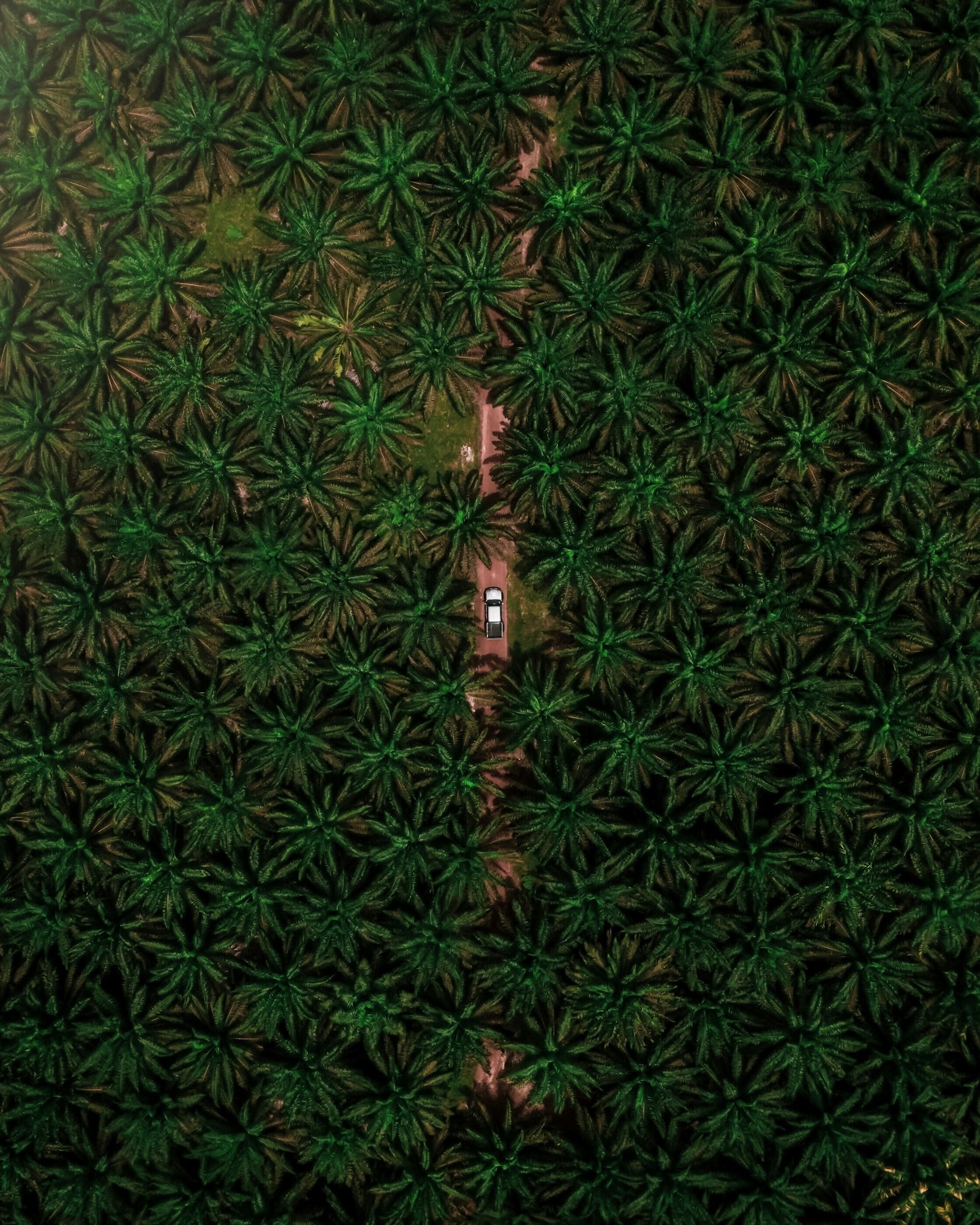 Palm oil plantation seen from above
